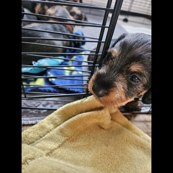 Dachshund (Standard &amp; Miniature) - Both