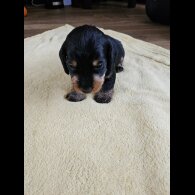 Dachshund (Standard &amp; Miniature) - Both