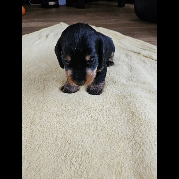 Dachshund (Standard &amp; Miniature) - Both