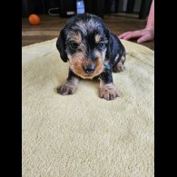 Dachshund (Standard &amp; Miniature) - Both