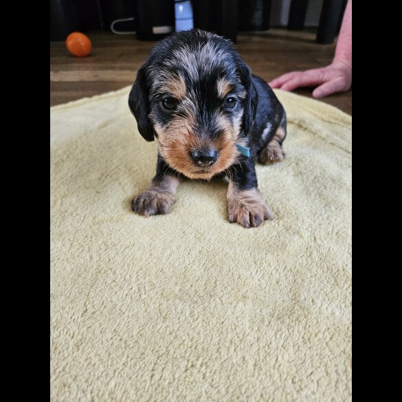 Dachshund (Standard &amp; Miniature) - Both