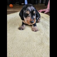 Dachshund (Standard &amp; Miniature) - Both