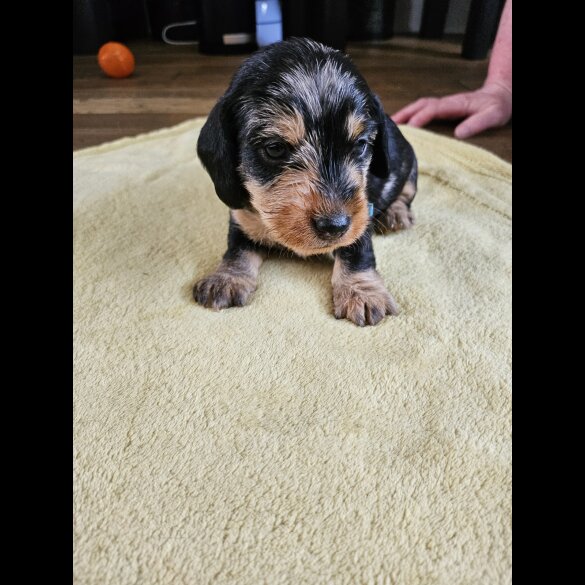 Dachshund (Standard &amp; Miniature) - Both