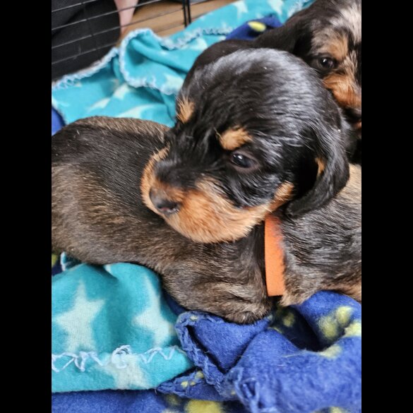 Dachshund (Standard &amp; Miniature) - Both