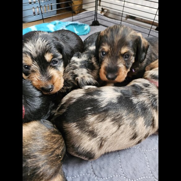 Dachshund (Standard &amp; Miniature) - Both