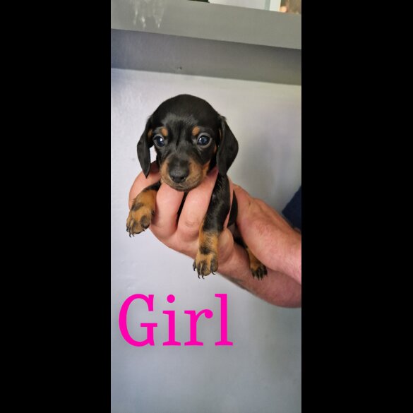 Dachshund (Standard &amp; Miniature) - Both
