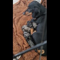 Dachshund (Standard &amp; Miniature) - Both