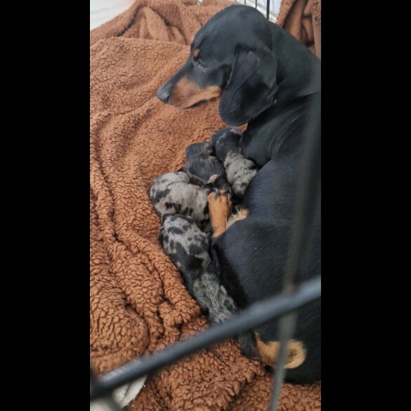 Dachshund (Standard &amp; Miniature) - Both