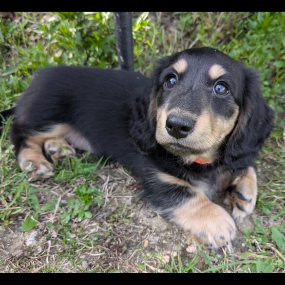 Dachshund (Standard &amp; Miniature) - Both