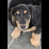 Dachshund (Standard &amp; Miniature) - Both