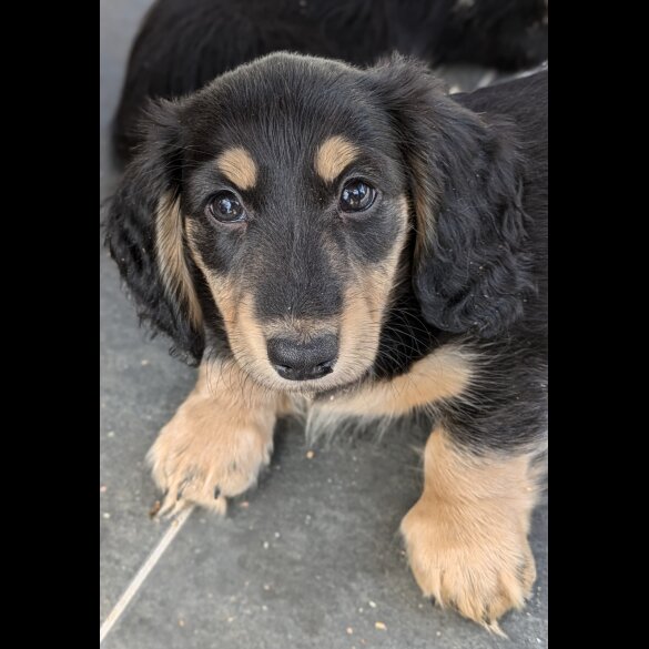 Dachshund (Standard &amp; Miniature) - Both