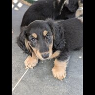 Dachshund (Standard &amp; Miniature) - Both