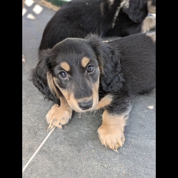 Dachshund (Standard &amp; Miniature) - Both