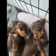 Dachshund (Standard &amp; Miniature) - Both