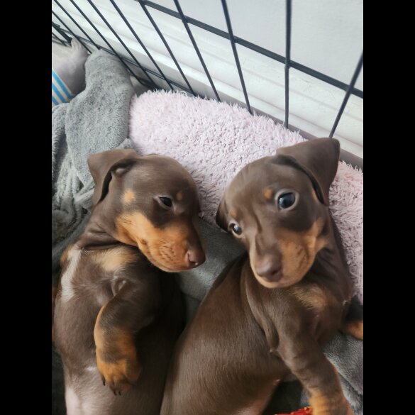 Dachshund (Standard &amp; Miniature) - Both