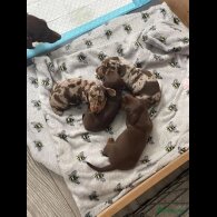 Dachshund (Standard &amp; Miniature) - Both