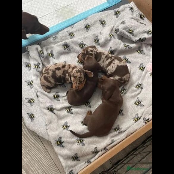 Dachshund (Standard &amp; Miniature) - Both