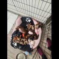 Dachshund (Standard &amp; Miniature) - Both