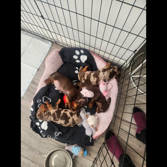 Dachshund (Standard &amp; Miniature) - Both