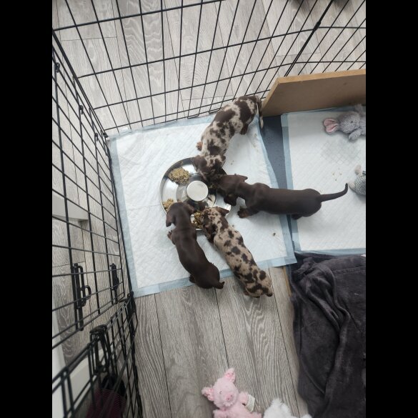 Dachshund (Standard &amp; Miniature) - Both