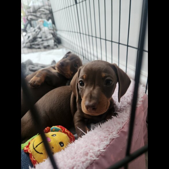 Dachshund (Standard &amp; Miniature) - Both