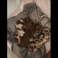 Dachshund (Standard &amp; Miniature) - Both