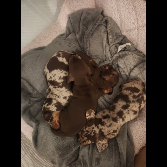 Dachshund (Standard &amp; Miniature) - Both