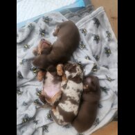 Dachshund (Standard &amp; Miniature) - Both