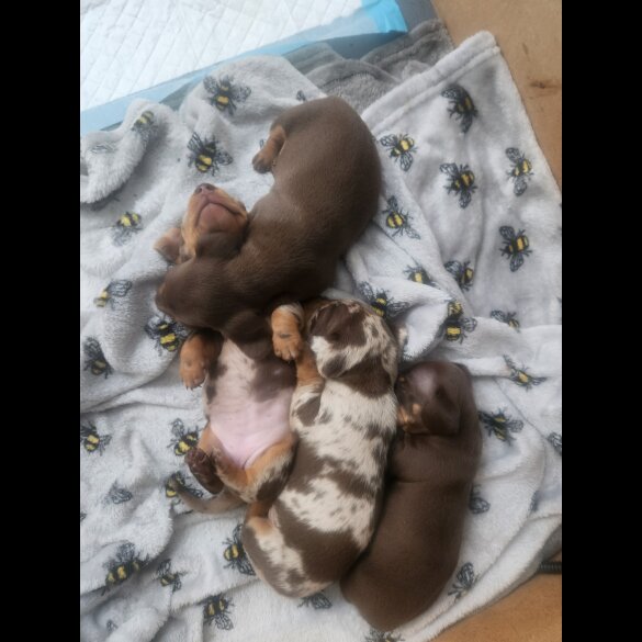 Dachshund (Standard &amp; Miniature) - Both