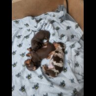 Dachshund (Standard &amp; Miniature) - Both