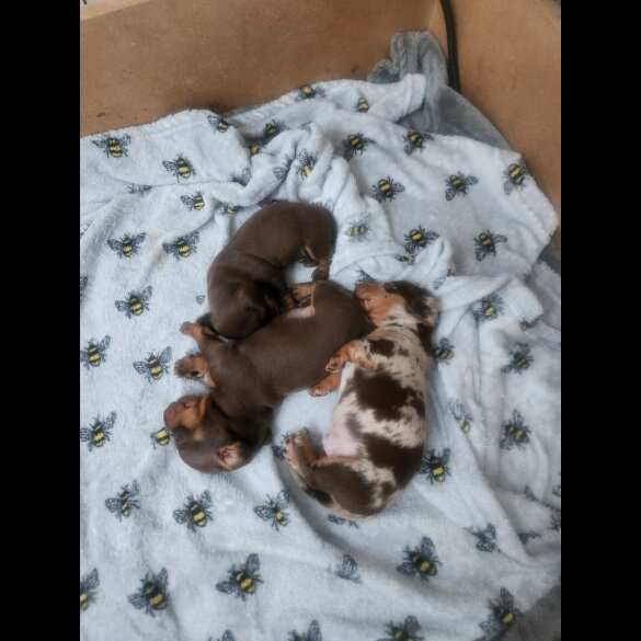 Dachshund (Standard &amp; Miniature) - Both