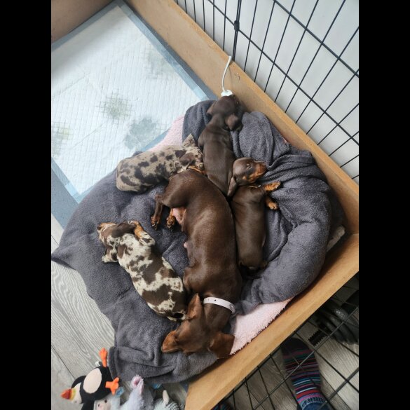 Dachshund (Standard &amp; Miniature) - Both