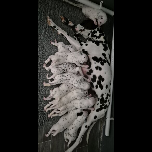 Dalmatian - Dogs