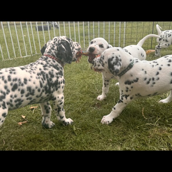 Dalmatian - Both