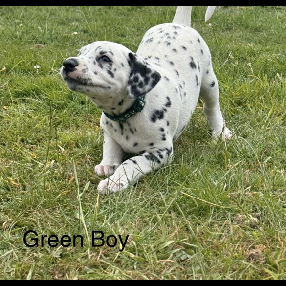 Dalmatian - Both