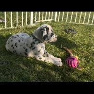 Dalmatian - Both