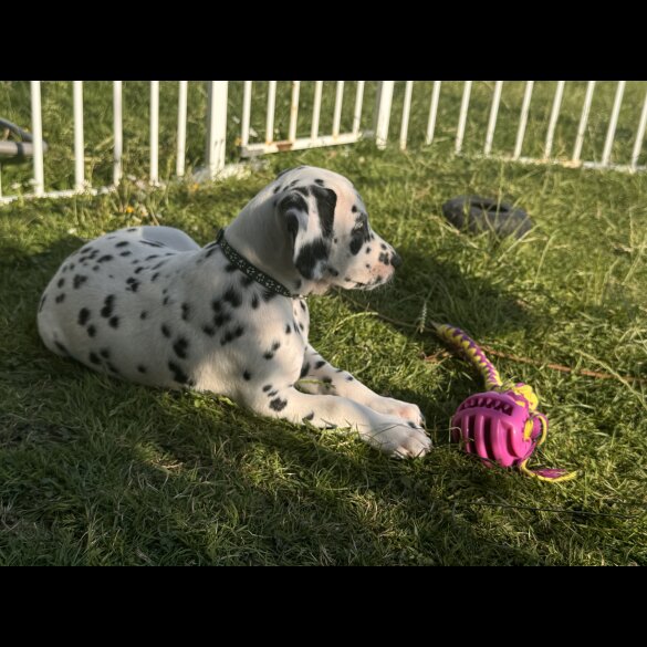 Dalmatian - Both