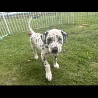 Dalmatian - Both