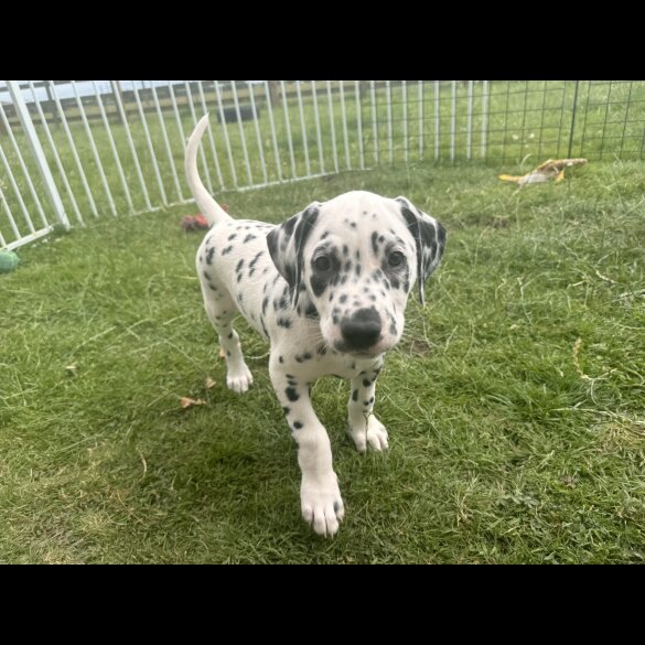 Dalmatian - Both