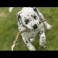 Dalmatian - Both
