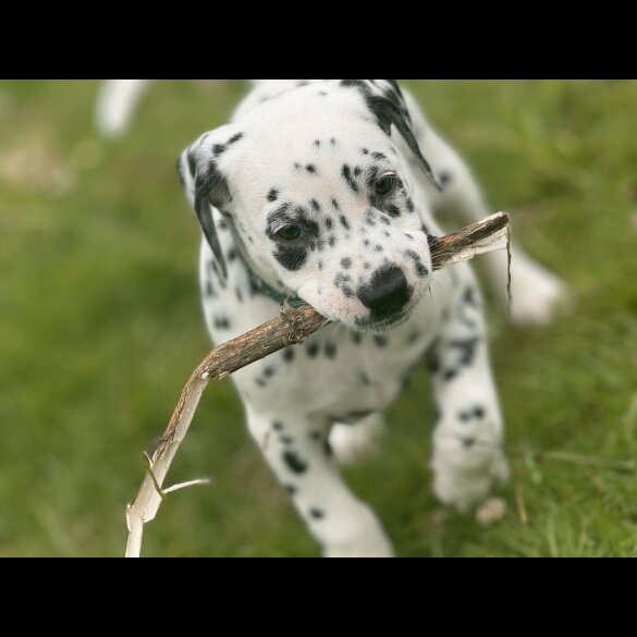 Dalmatian - Both