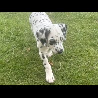 Dalmatian - Both