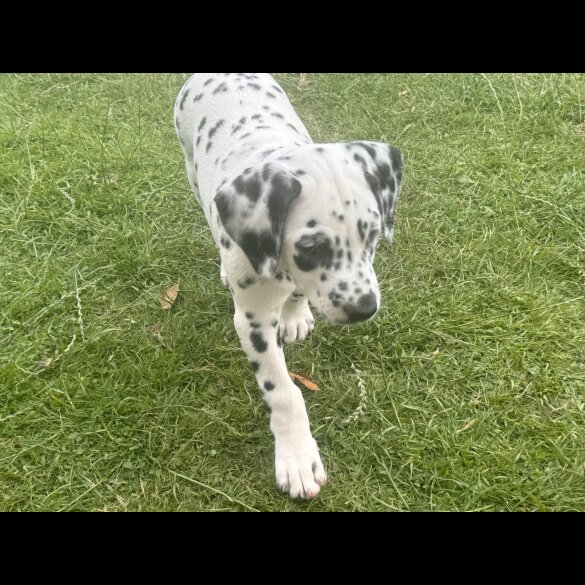 Dalmatian - Both