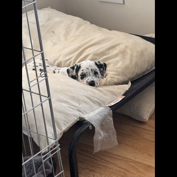 Dalmatian - Both