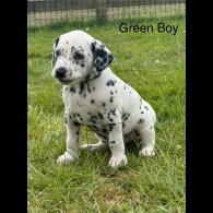 Dalmatian - Both