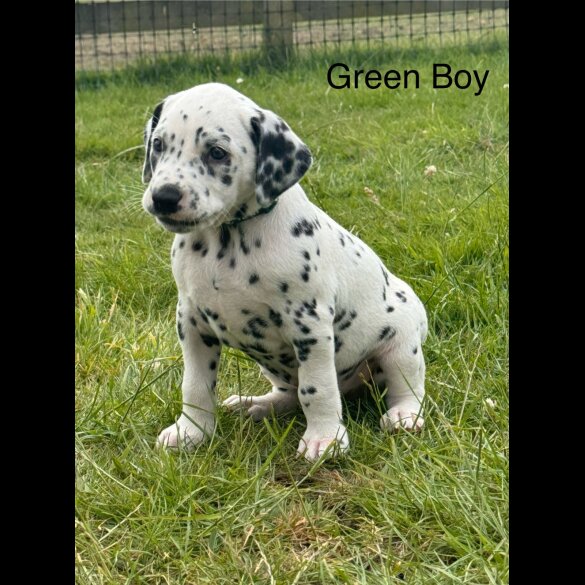Dalmatian - Both