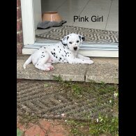 Dalmatian - Both