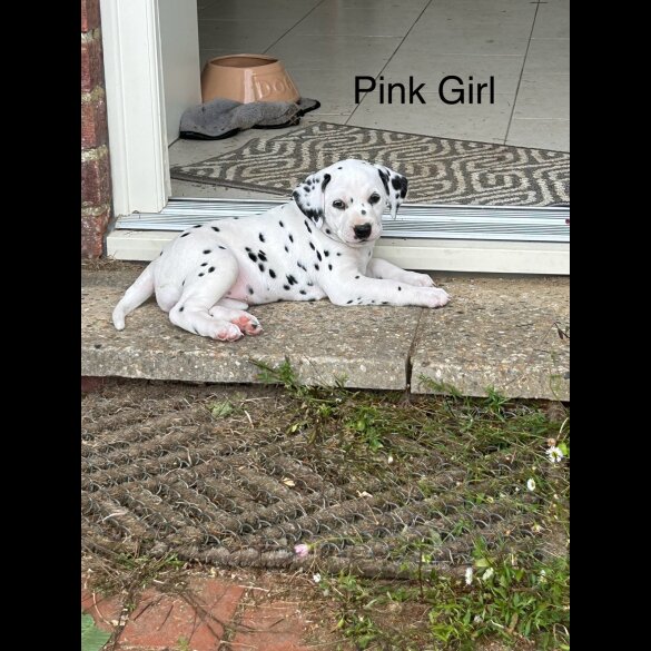 Dalmatian - Both