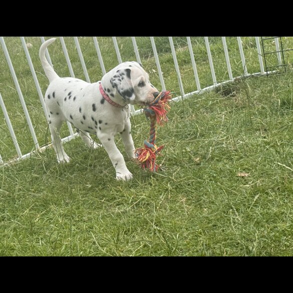 Dalmatian - Both
