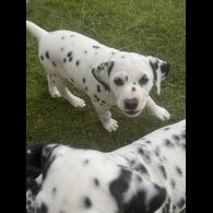 Dalmatian - Both